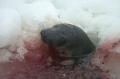 img011.jpeg.small.jpeg